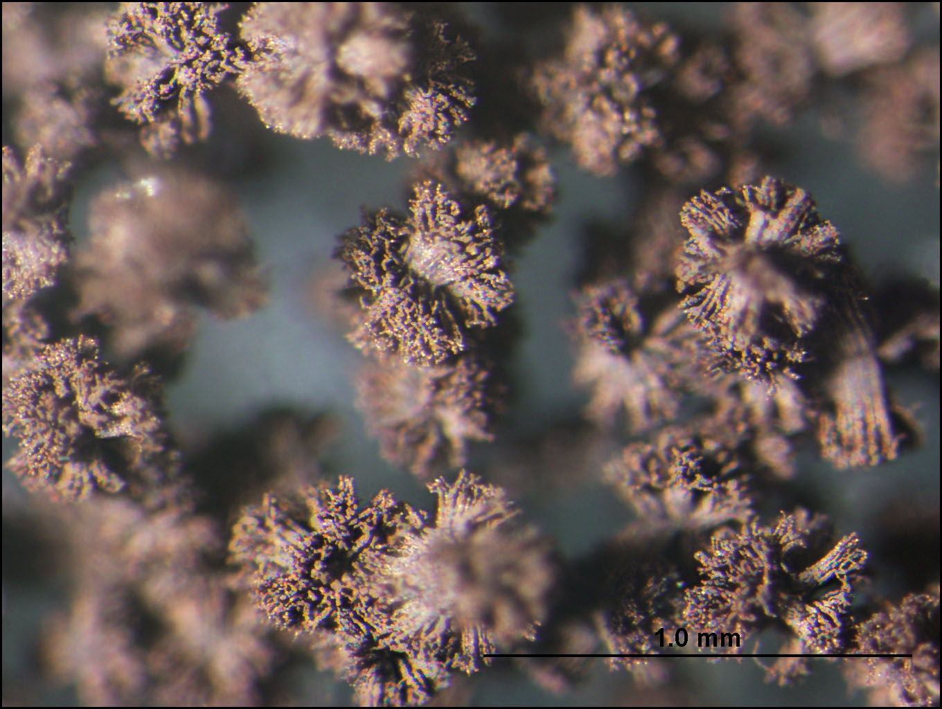 قارچ و کپک در کشاورزی